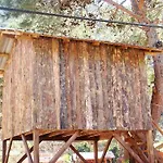 Saban Tree Kumluca