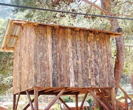 Saban Tree Kumluca