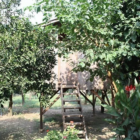 Saban Tree 3*