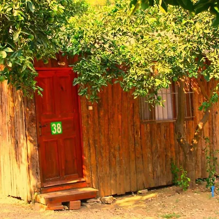 Üdülőpark Saban Tree