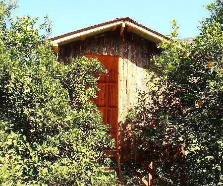 Saban Tree Kumluca
